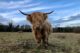 Park rewilding project moo-ves forward