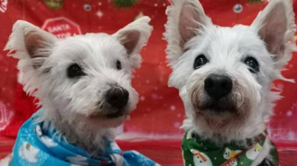 Animal charity launches festive fundraising appeal