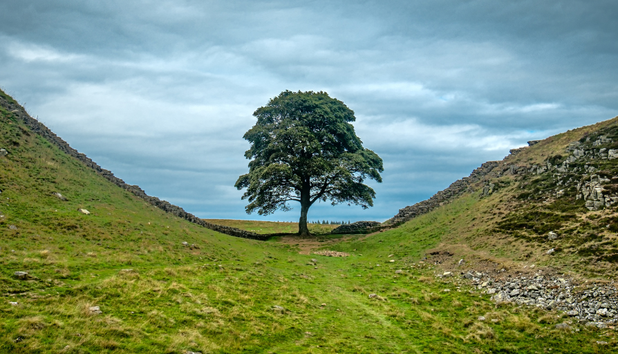 Hospice to receive sapling from famous Sycamore Gap tree